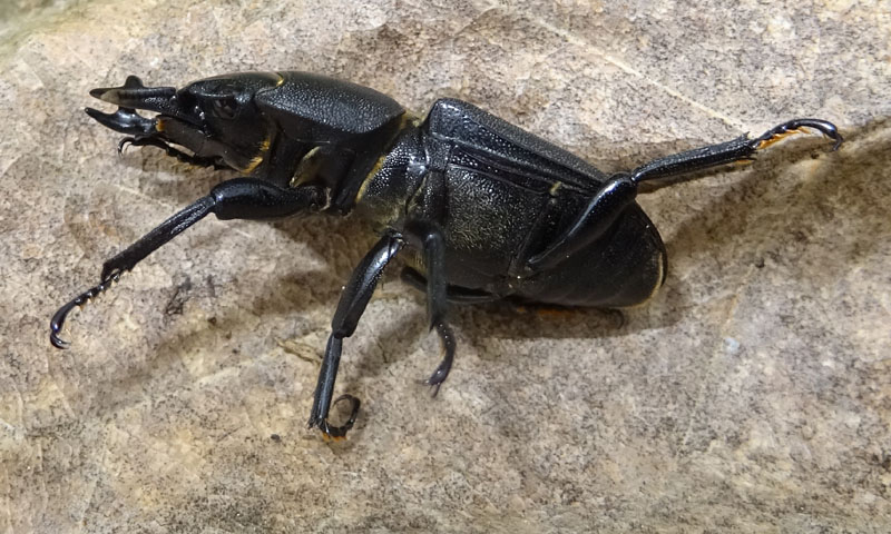 Dorcus parallelipipedus - Lucanidae